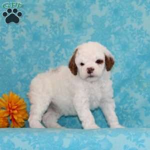 Fudge Swirl, Cavapoo Puppy